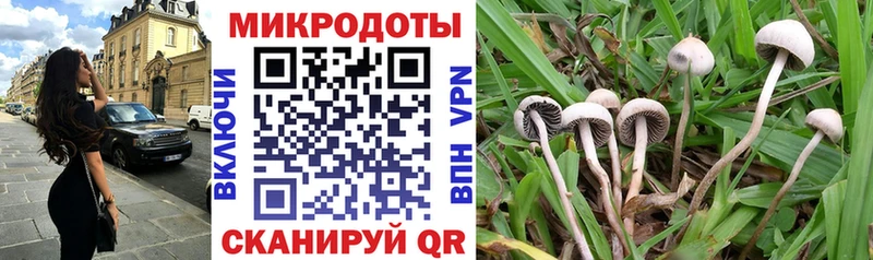 МЕГА   Верхоянск  Галлюциногенные грибы Psilocybe 